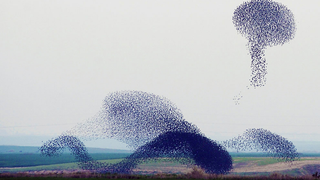 These breathtaking videos of starling murmurations defy belief